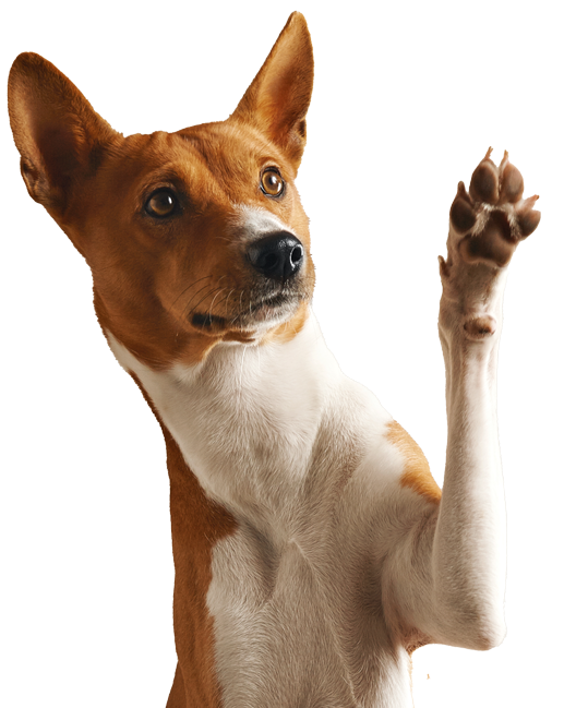 adorable-perro-basenji-marron-y-blanco-sonriendo-y-dando-un-maximo-de-cinco-aislado-en-blanco